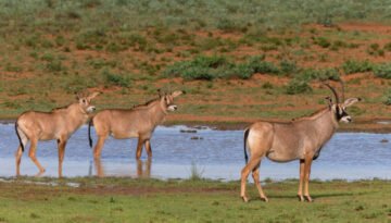 facts about the roan