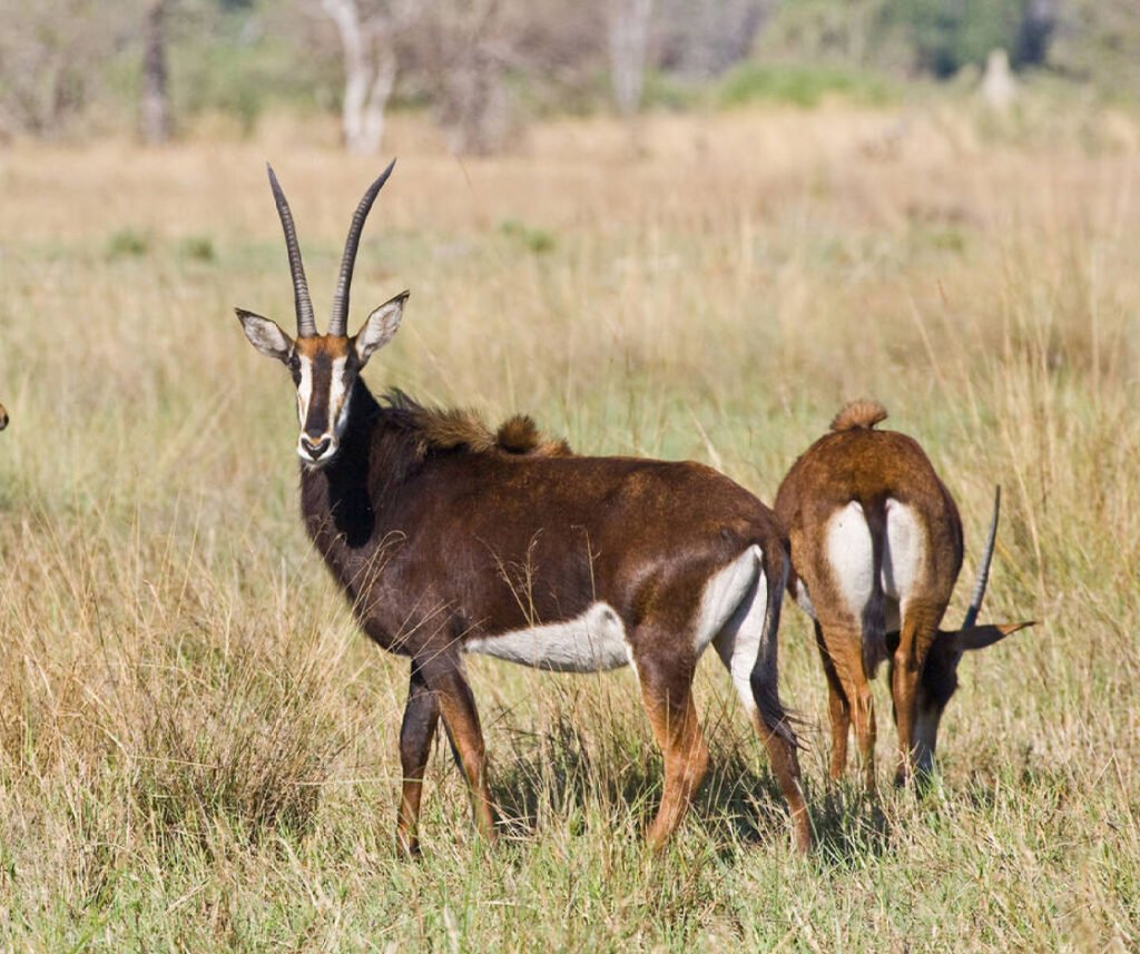 facts about the sable antelope