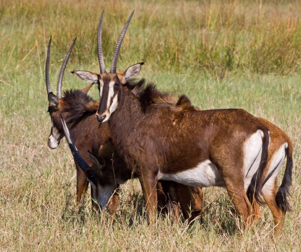 facts about the sable antelope
