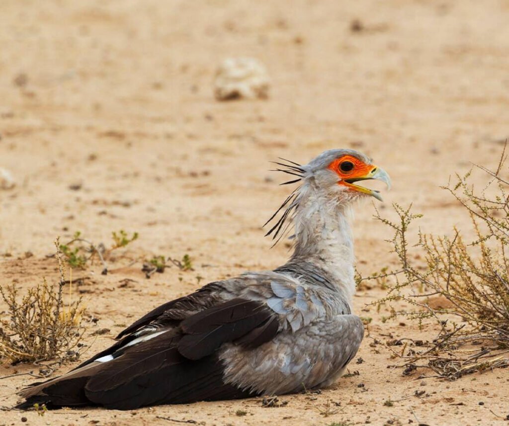 facts about the Secretary Bird