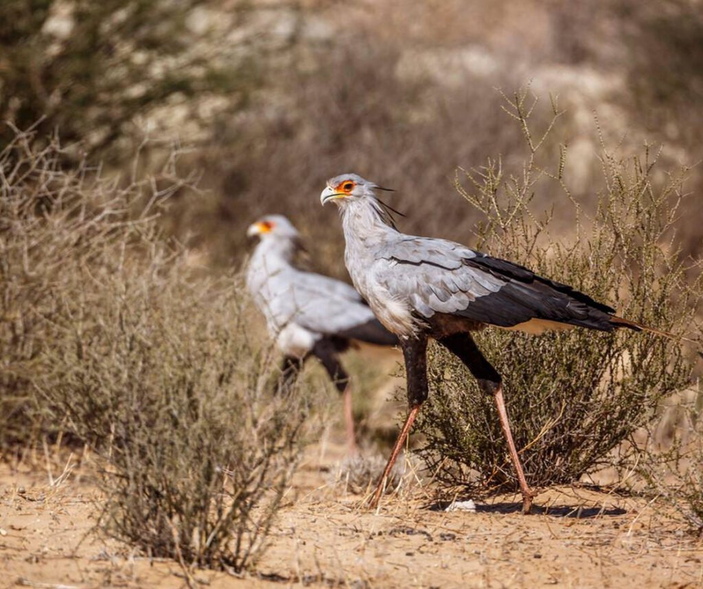 facts about the Secretary Bird