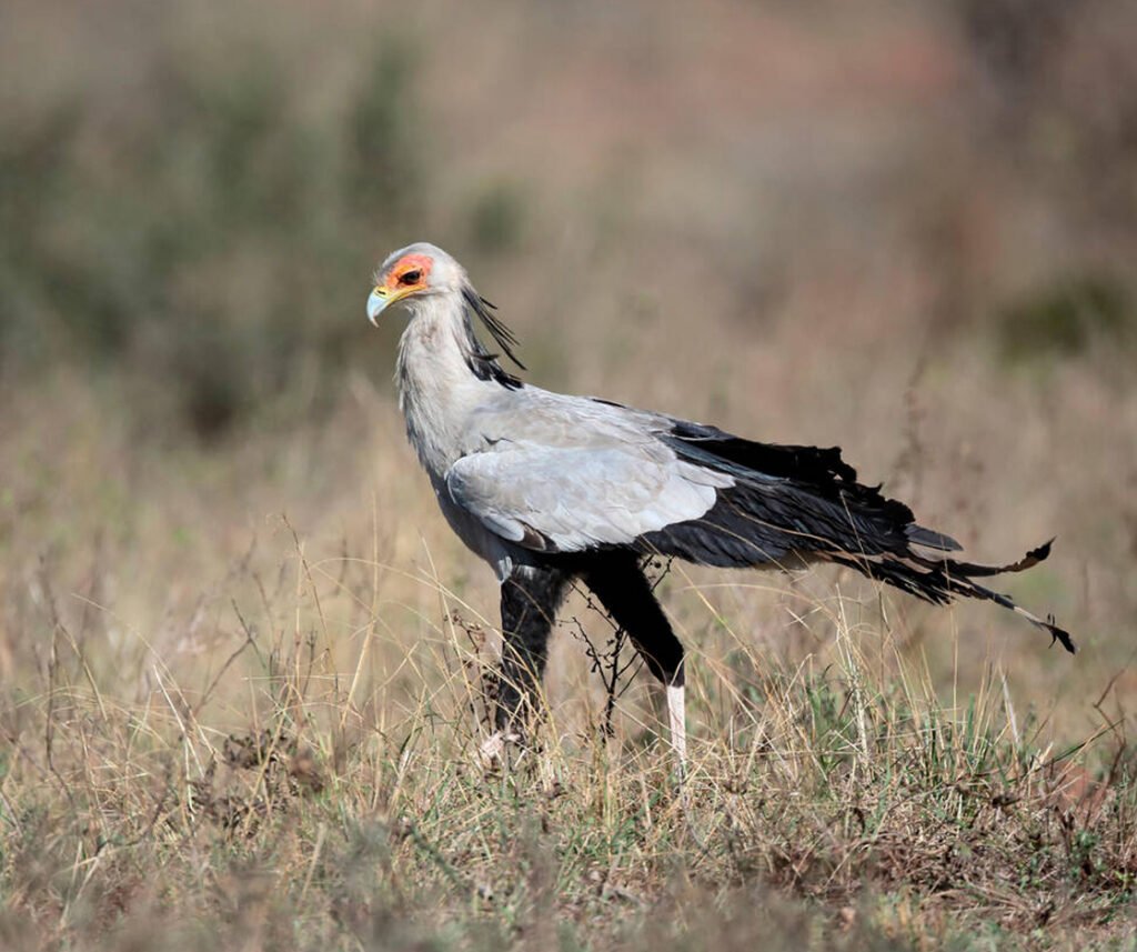 facts about the Secretary Bird