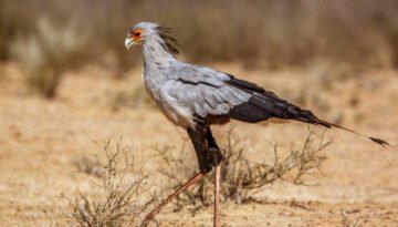 facts about the Secretary Bird