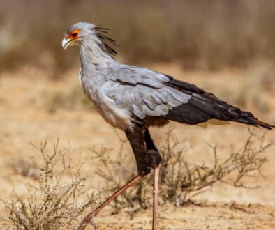 facts about the Secretary Bird