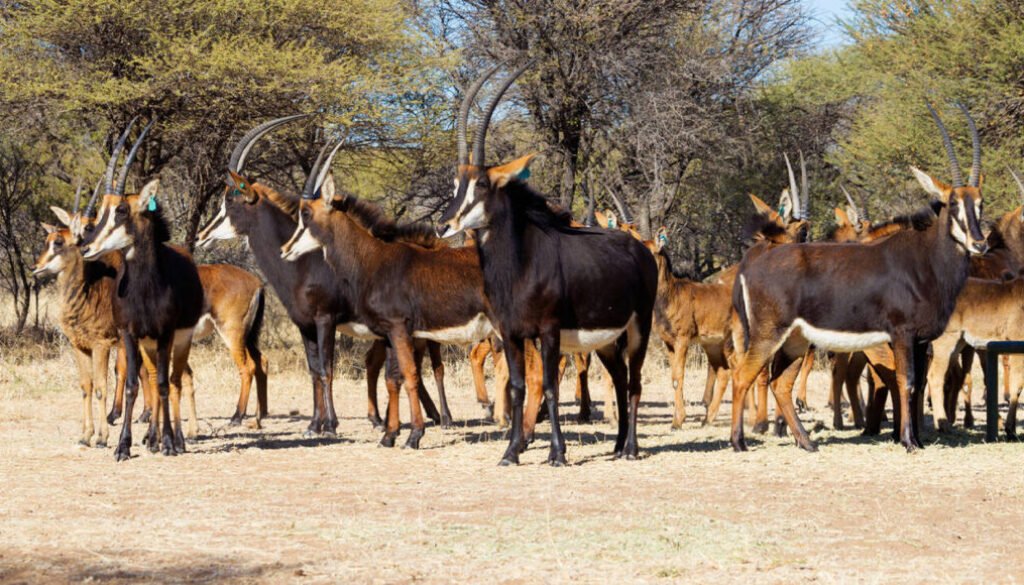 Small group of Sable antelope