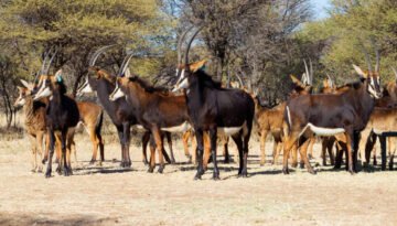 Small group of Sable antelope