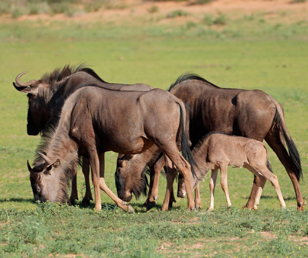 facts about the wildebeest