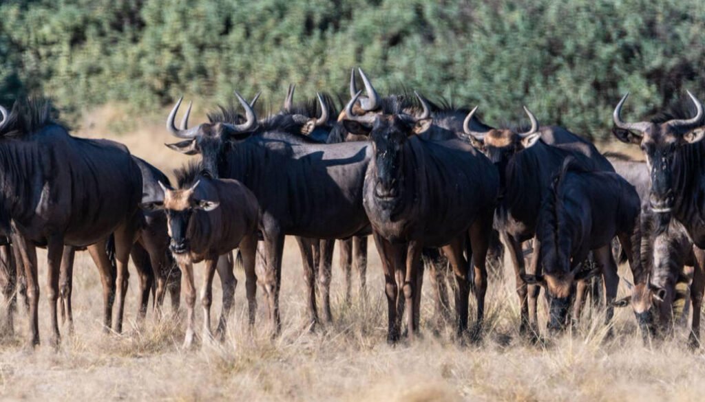 facts about the wildebeest