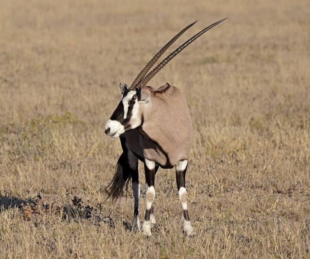 facts about the oryx