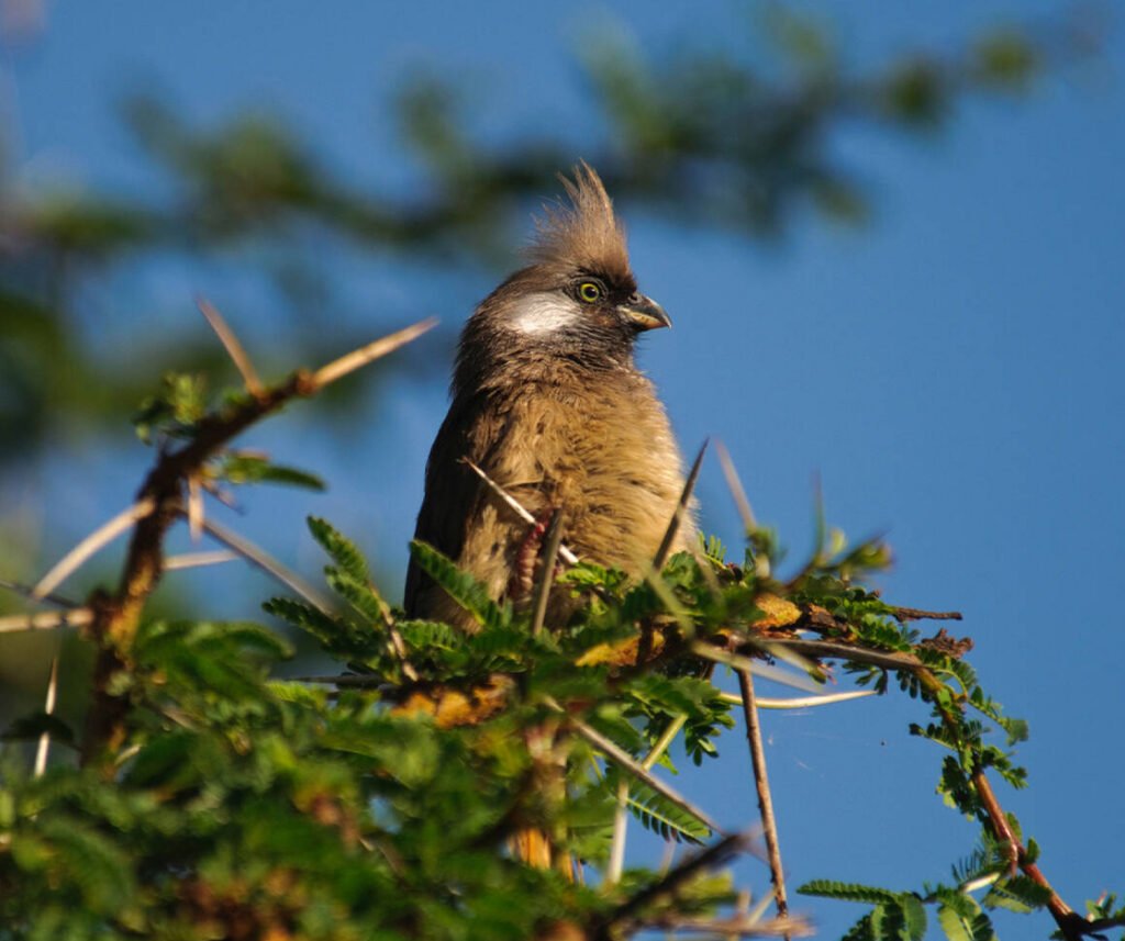 facts about the Speckled Mousebird