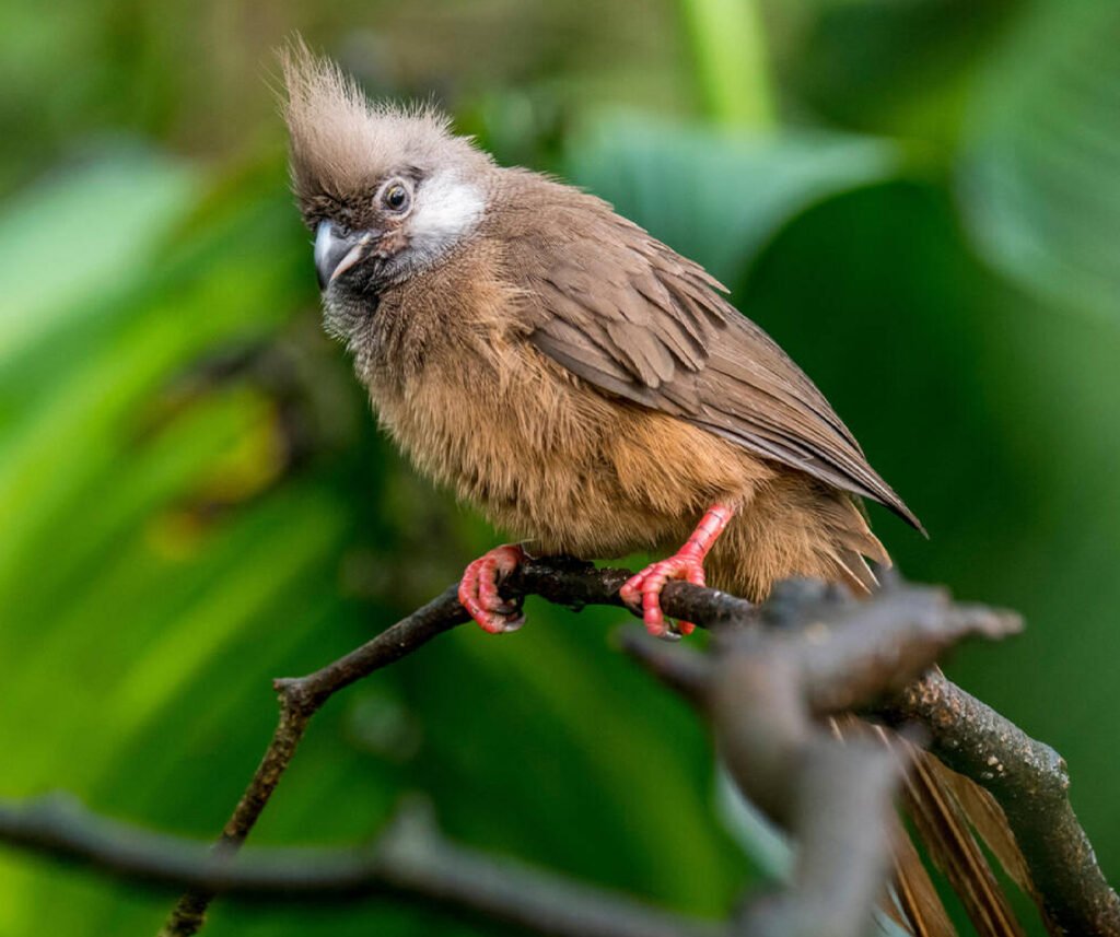 facts about the Speckled Mousebird