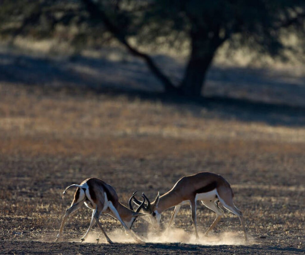 facts about the springbok