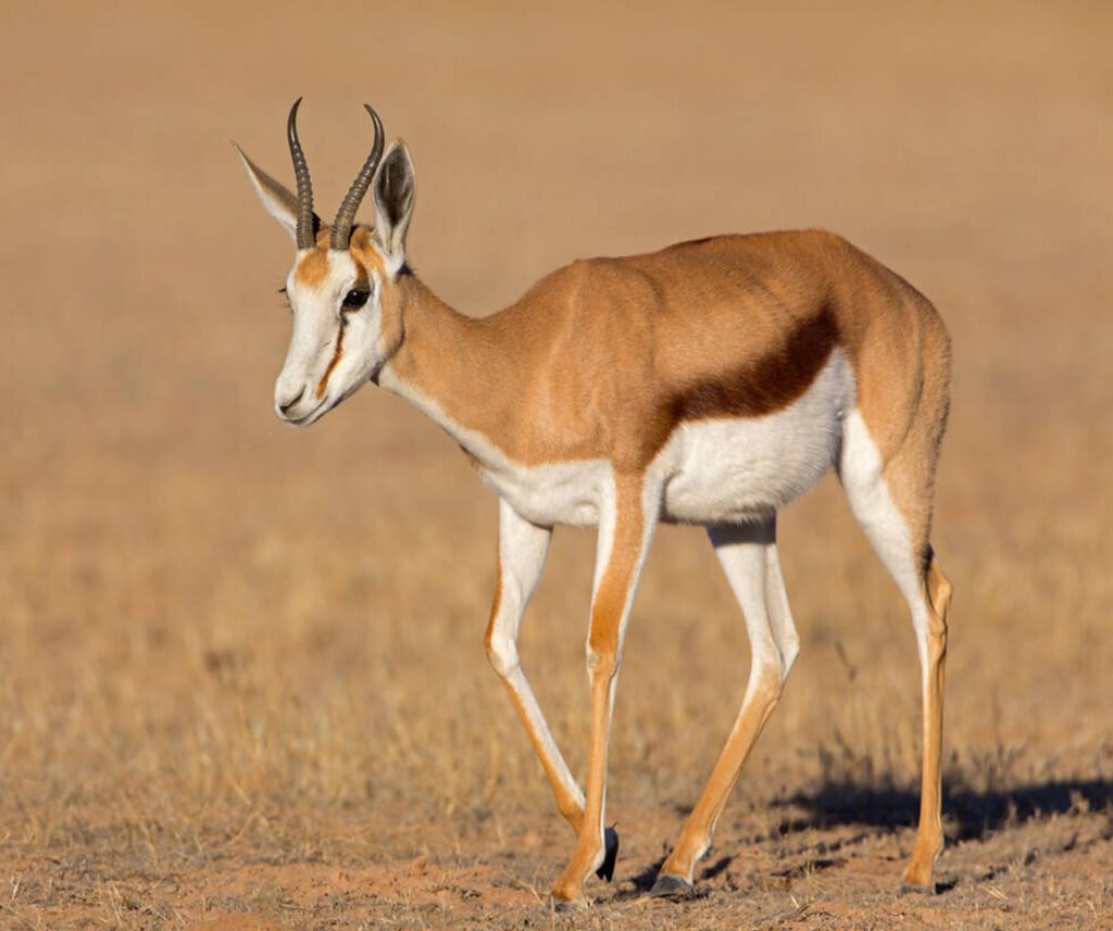 facts about the springbok