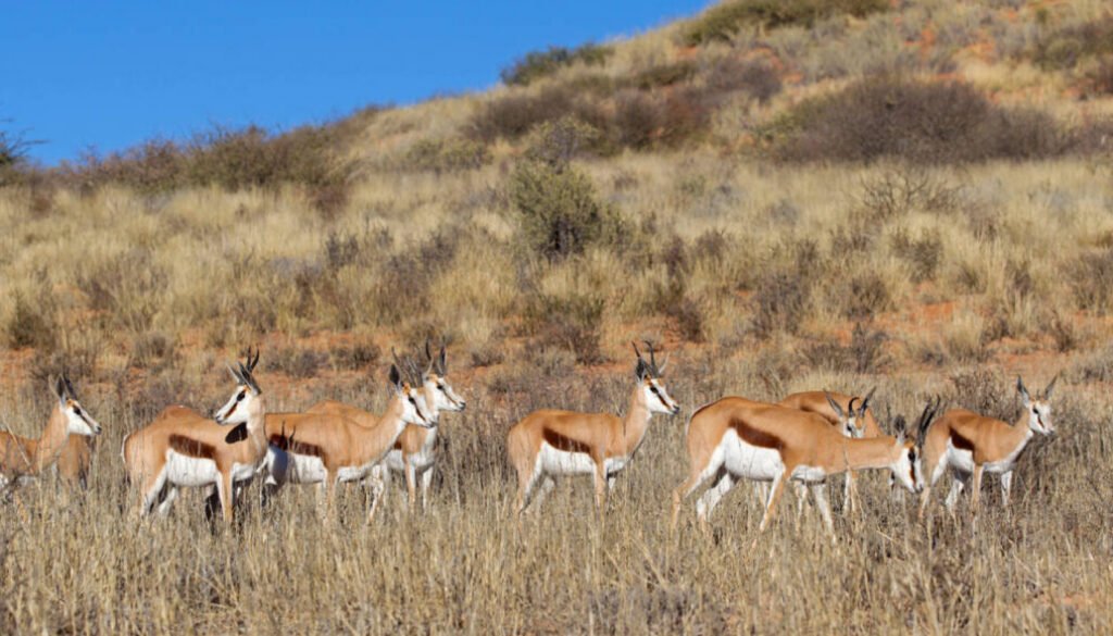 Springbok herd