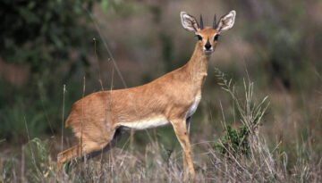 facts about the steenbok