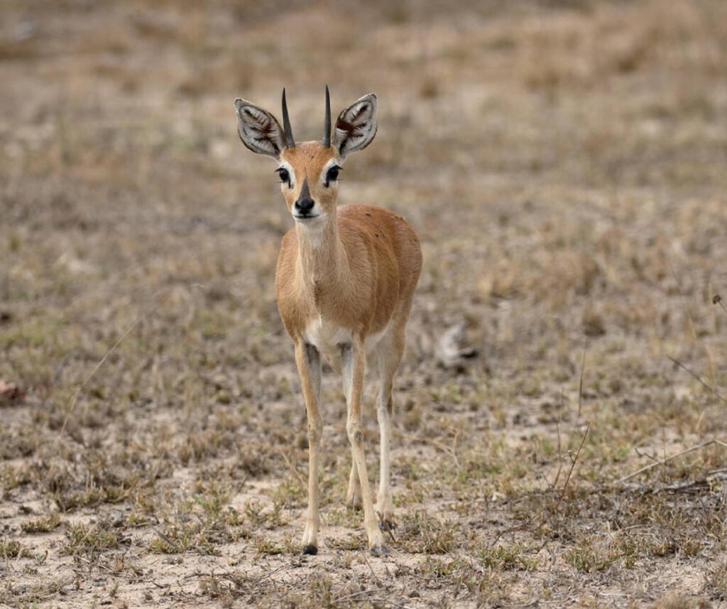 facts about the steenbok