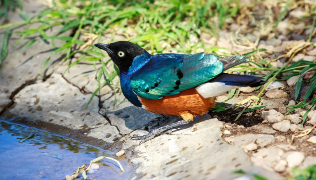 facts about the Superb Starling