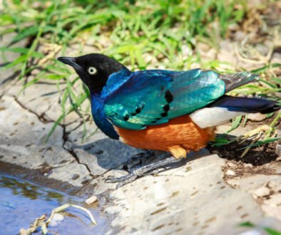 facts about the Superb Starling