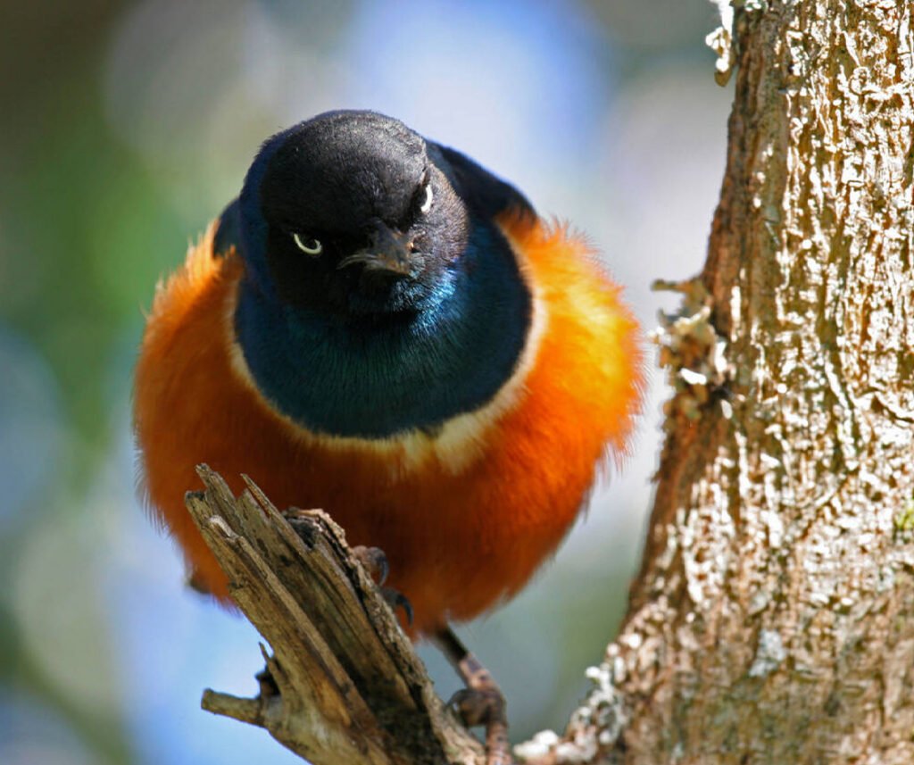 facts about the Superb Starling