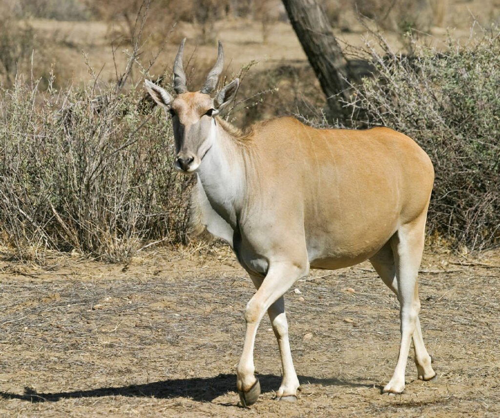 facts about the common eland