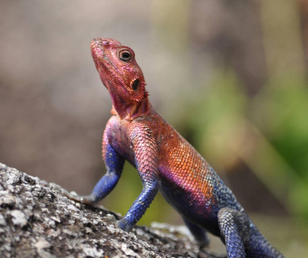 facts about the Mwanza Flat-headed Rock Agama