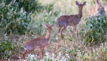 facts about the dik-dik