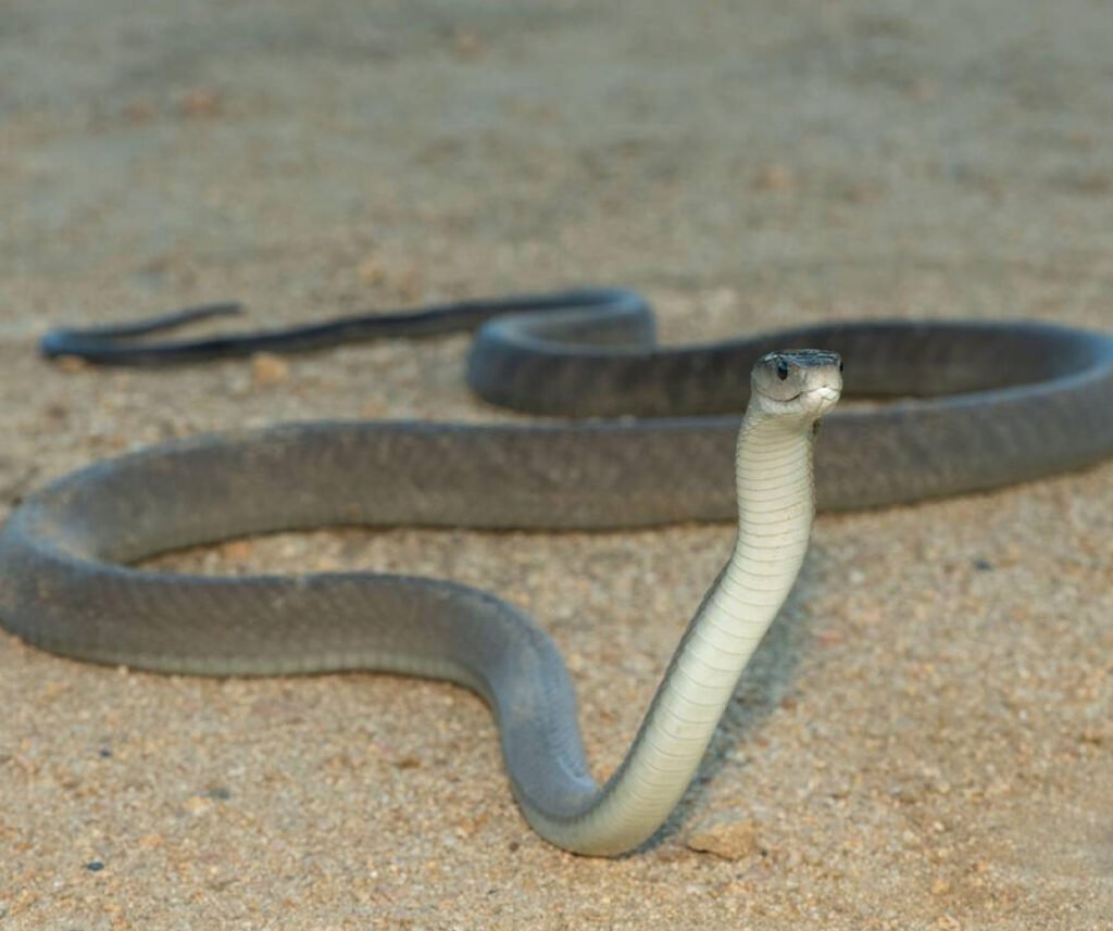 facts about the Black Mamba