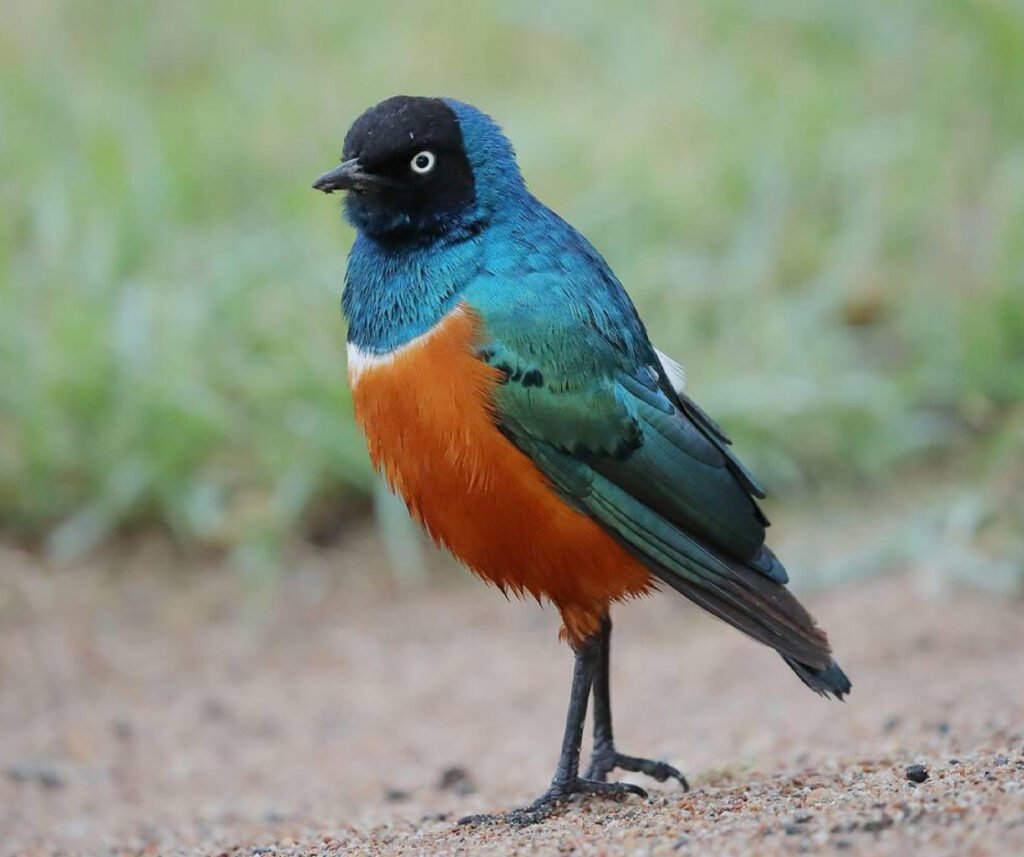 facts about the Superb Starling