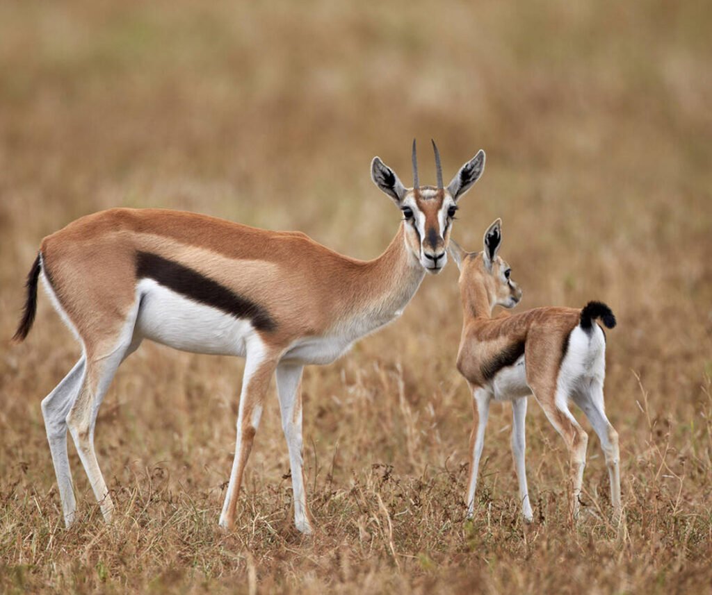 facts about the thomson's gazelle
