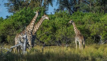 southern giraffe