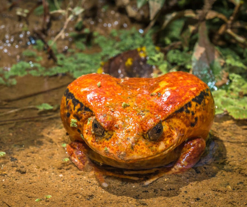 facts about the Tomato Frog