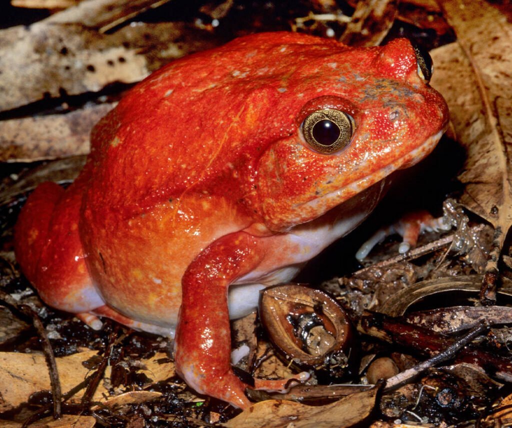 facts about the Tomato Frog