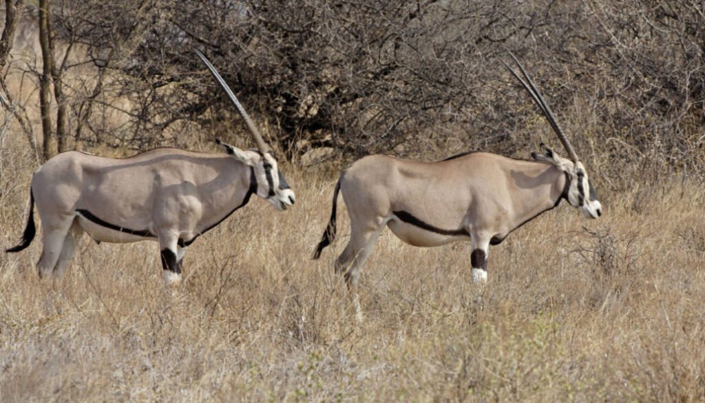 facts about the oryx
