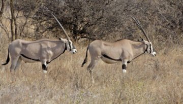 facts about the oryx