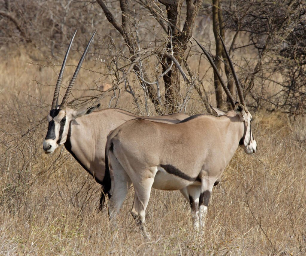 facts about the oryx