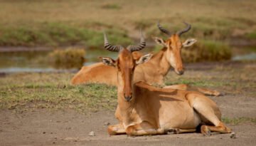 facts about the hartebeest