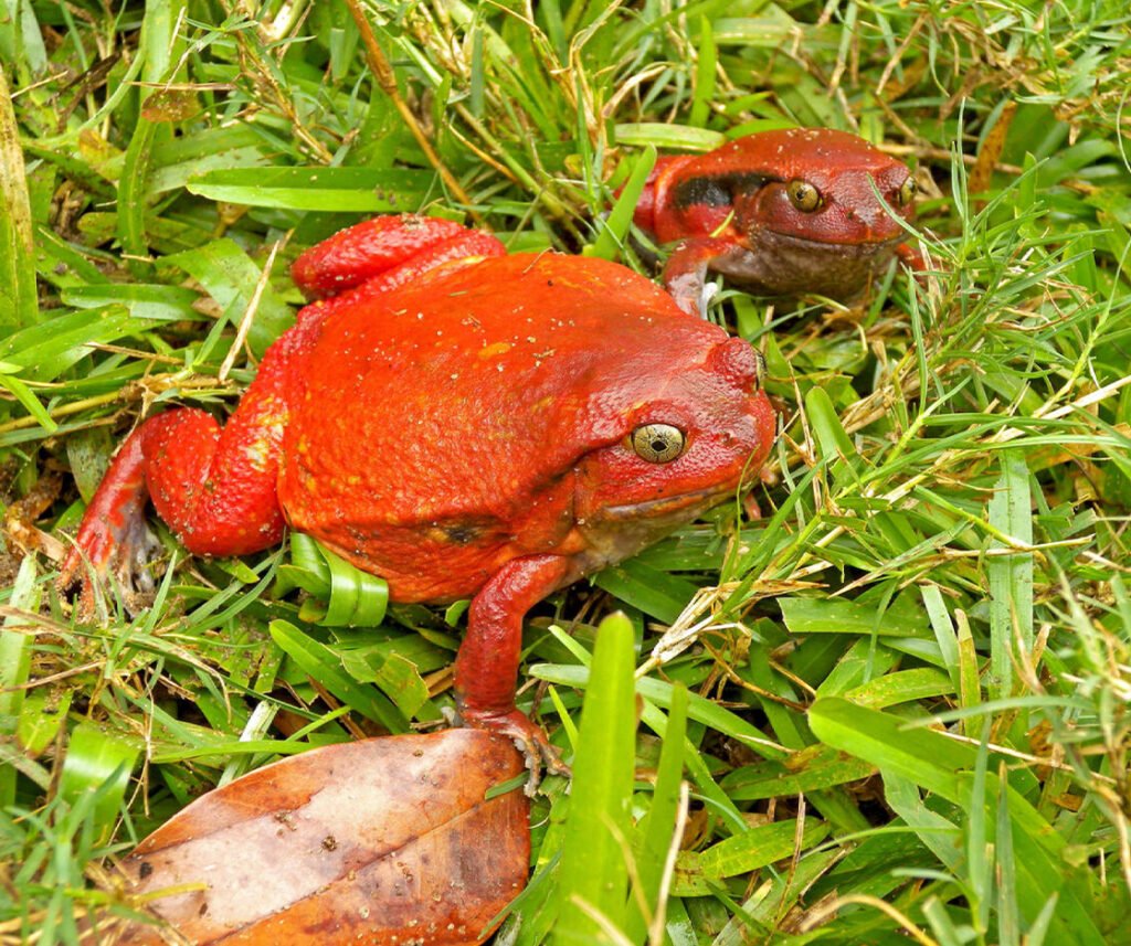 facts about the Tomato Frog