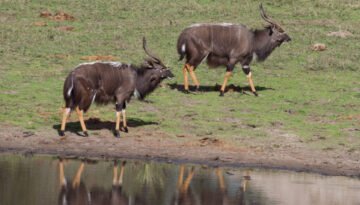 facts about the nyala