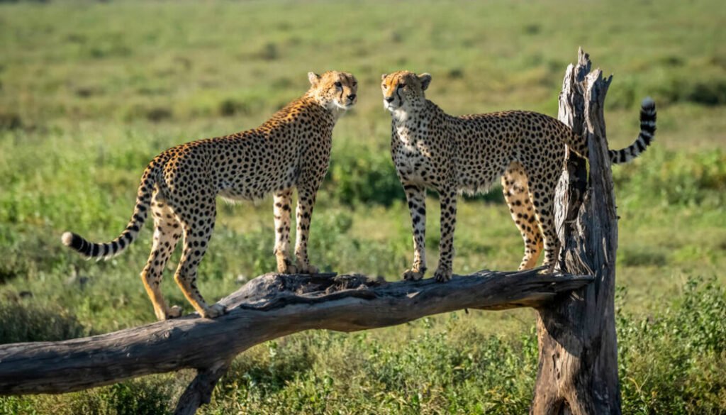 Cheetah facts