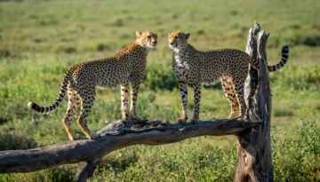 Cheetah facts