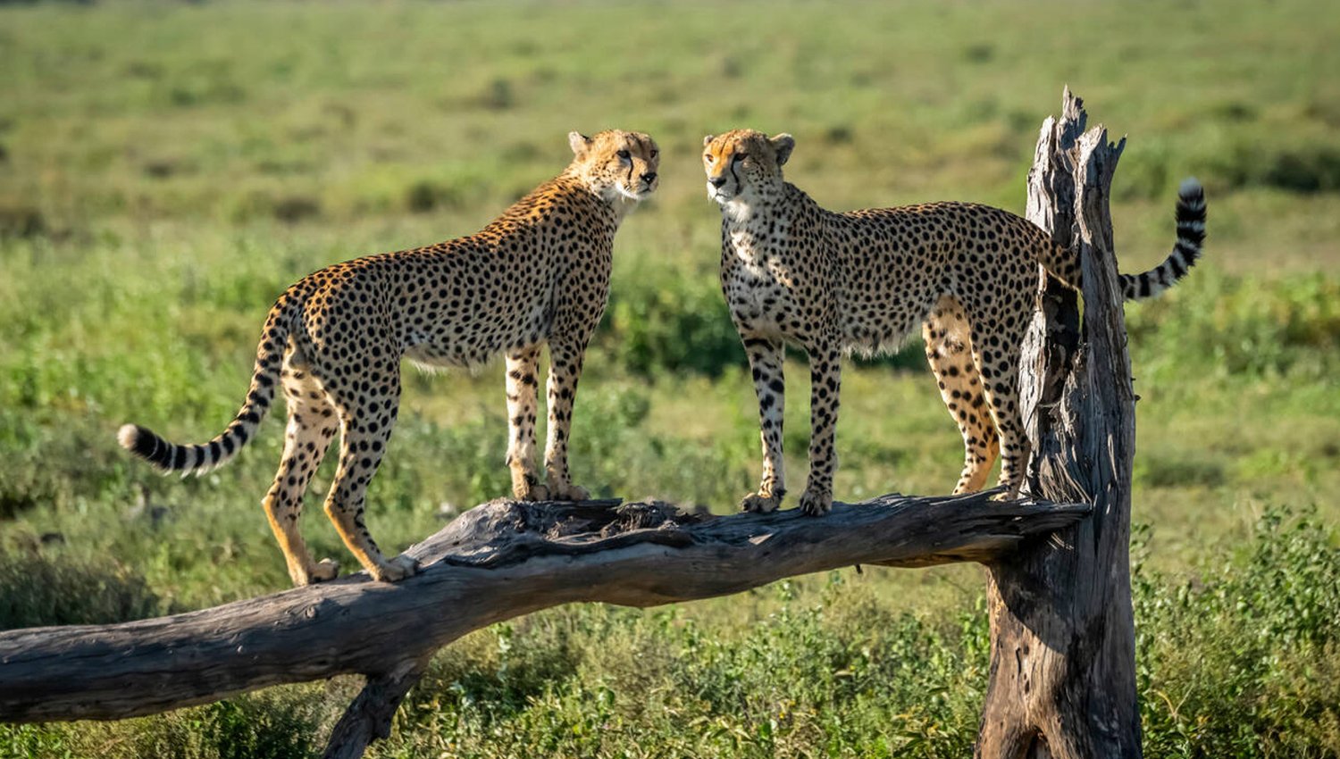 Cheetah facts