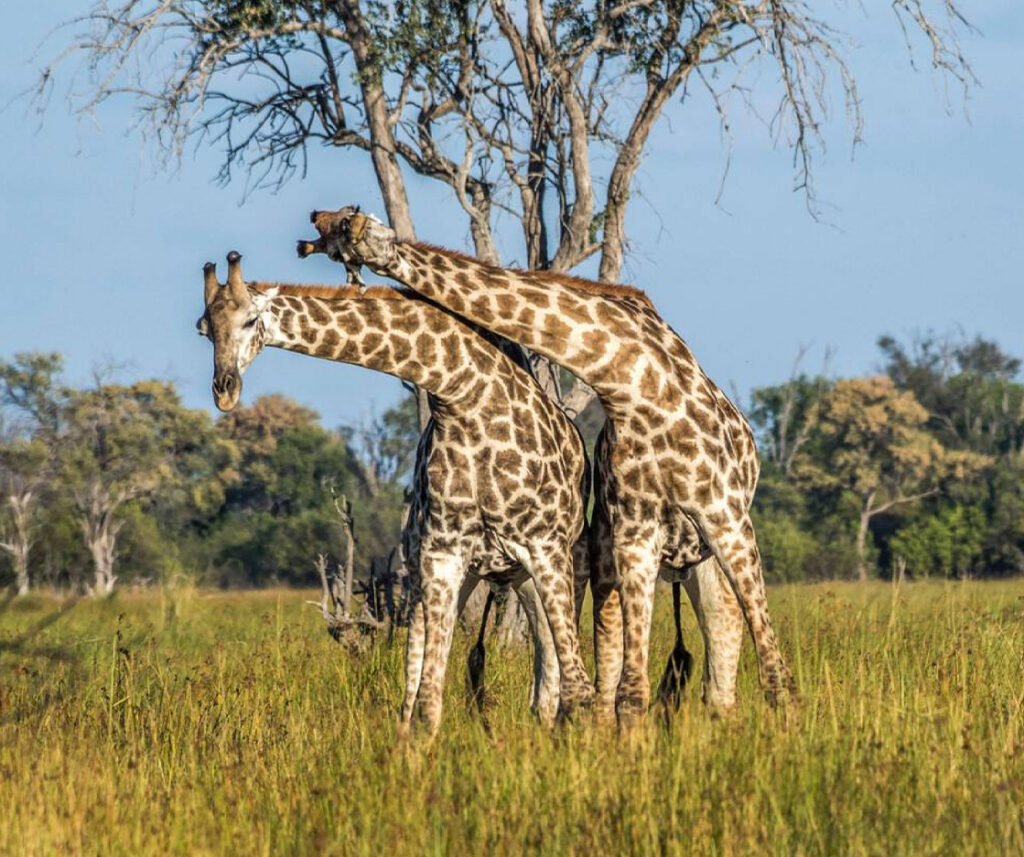 southern giraffe