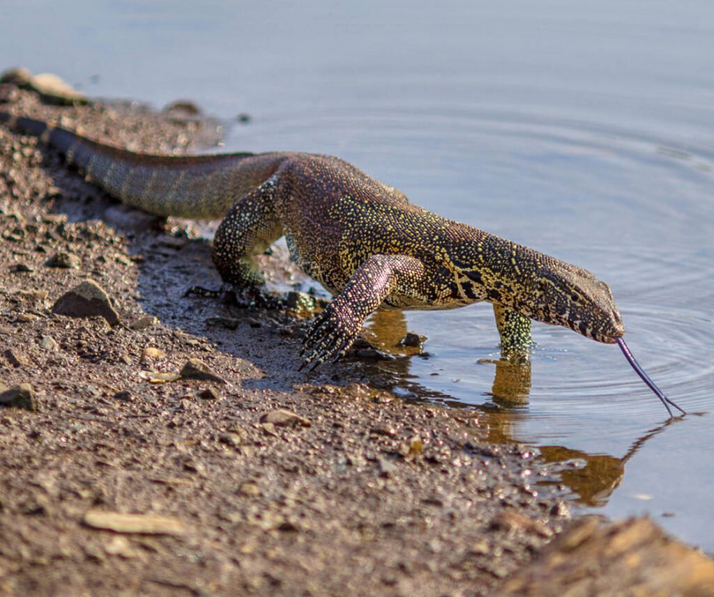 facts about the Nile Monitor