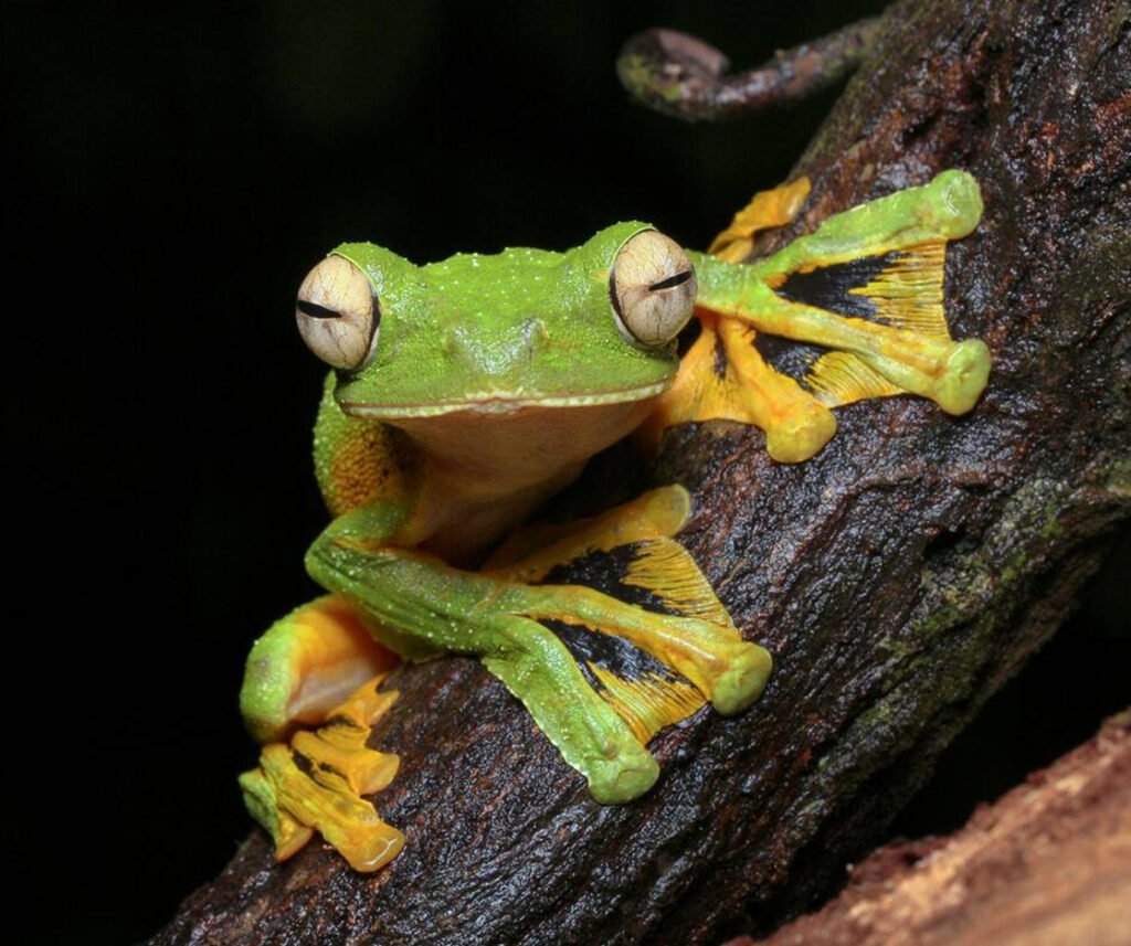 facts about the Wallace’s Flying Frog