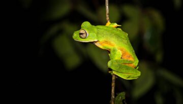 facts about the Wallace’s Flying Frog