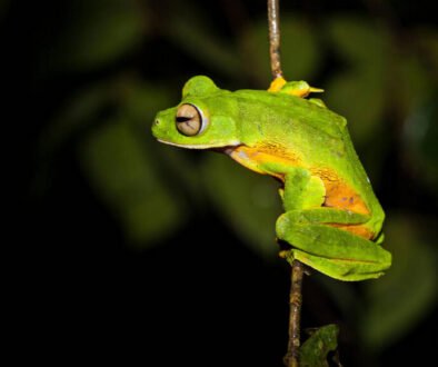 facts about the Wallace’s Flying Frog