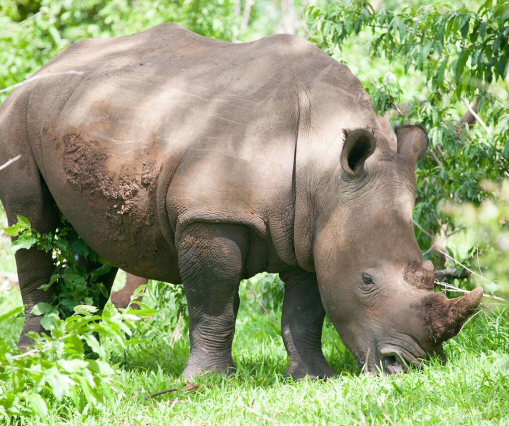 facts about white rhinos