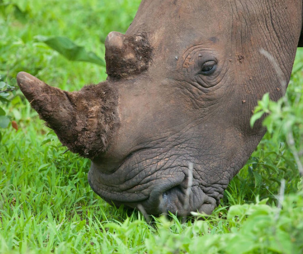 facts about white rhinos