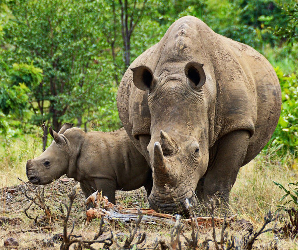 facts about white rhinos