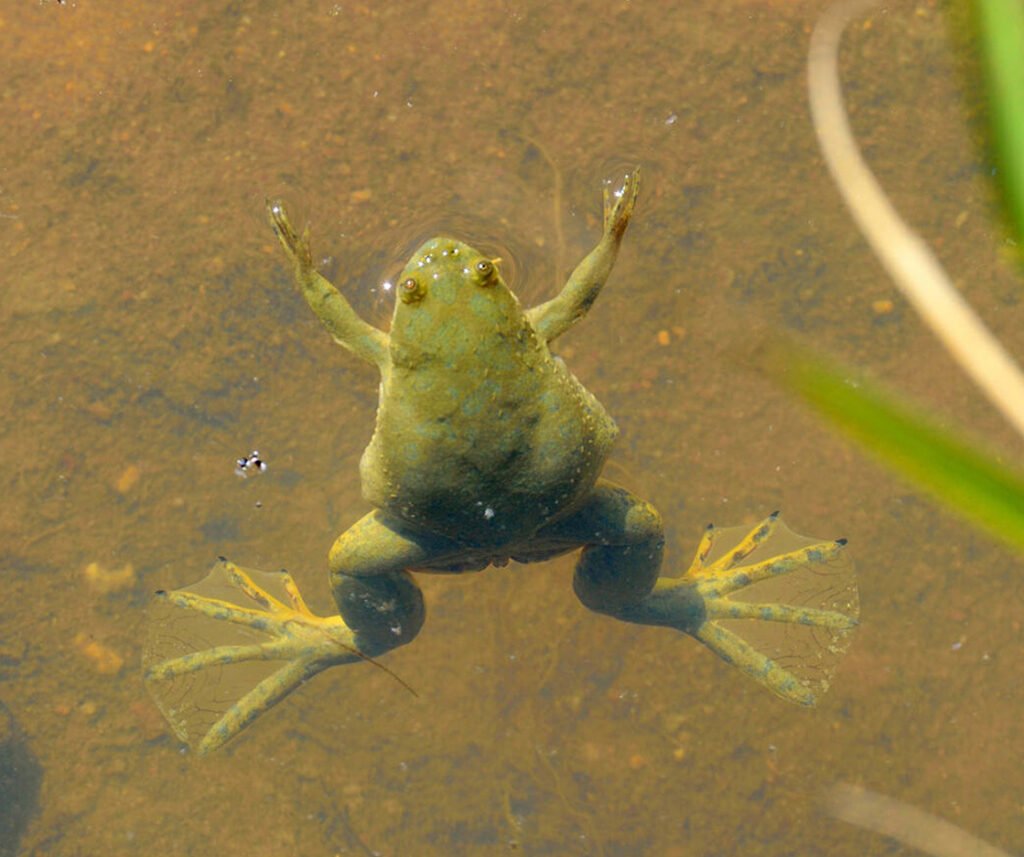 facts about the African Clawed Frog